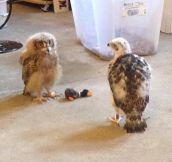 Baby goshawk has a play-date with a baby owl.