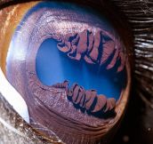 Amazing Close-Ups Of Animal Eyes By Suren Manvelyan