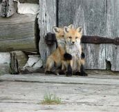Fox Puppy Embrace