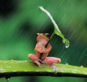 A Little Frog Under His Umbrella
