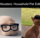 Household Pet Edition