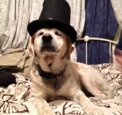 Fancy Dog With A Top Hat