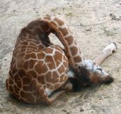 How Little Giraffes Sleep