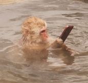 Monkey Takes A Selfie