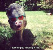 Insanely Awesome Pig