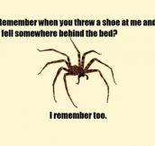Spiders Do Remember