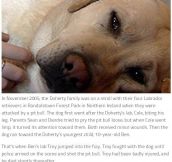 These 10 Dogs Are Heroes (10 pics)