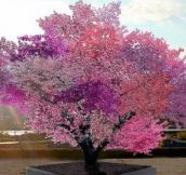 This Tree Can Produce 40 Different Kinds Of Fruits (20 Pics)