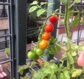 The Simple Satisfaction Of Growing Tomatoes