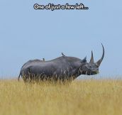 A Majestic Black Rhino