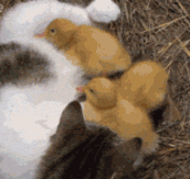 Cat With Kittens And Ducklings