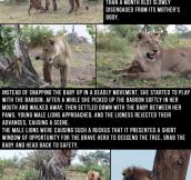 Baby Baboon Was Saved And Protected By This Lioness After She Realized What She Had Done