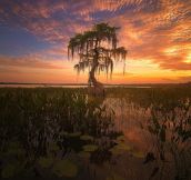 “Gator Bait” North Florida Lake photographed by Jesse L. Summers