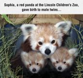 Red Panda Mom And Children