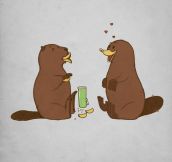 Love Explained, When A Beaver Seduces A Platypus