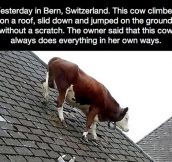 This Cow Is Not Worried Anymore