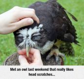 This Makes Me Want An Owl For A Pet