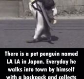 I Want A Penguin Now