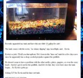 The Mean Fish Tank