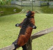 Zen Lemur