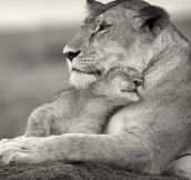 Lioness And Cub
