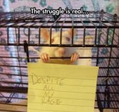 I’m Still Just A Rat In A Cage