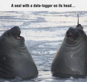 The Goofiest Seals You’ve Ever Seen