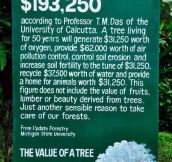 The Value Of A Tree
