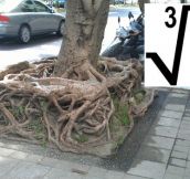 Square Root In Nature