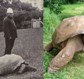 Jonathan The Turtle In Year 1900 And Today. Wait Till You Find Out His Real Age.