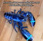 The Rare Blue Lobster