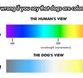 The Truth About The Dog’s View