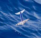 A Flying Squid, These Things Exist And They Are Glorious