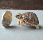 The Smallest Tortoise