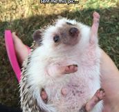 An Even More Enthusiastic Hedgehog