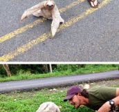 Why Did The Sloth Cross The Road?