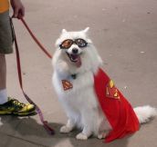 A Good Old Superdog Costume