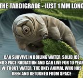 Meet The Tardigrade