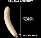 Banana Anatomy Is Quite Simple
