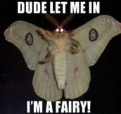 There’s A Fairy In Your Window