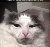 Aging My Cat