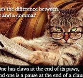 Differences Between A Cat And A Comma