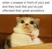 How Animals Look When You Sneeze