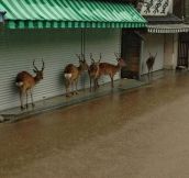 Deer Don’t Want To Get Wet