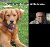 Clint Eastwood Dog
