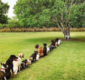 Deforestation Is Taking A Toll On The Dog Community