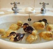 Ducklings’ First Bath