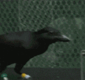 Crows Are Terrifyingly Intelligent