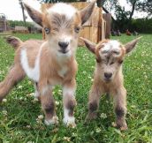 Tiny Adorable Baby Goats
