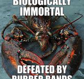 That Poor Lobster